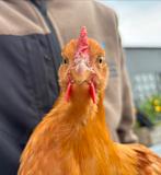 Jonge handtamme haan New Hampshire, Dieren en Toebehoren, Pluimvee, Mannelijk, Kip