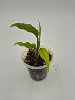 Monstera obliqua peru, Huis en Inrichting, Kamerplanten, Ophalen of Verzenden