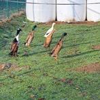 Loopeenden, Dieren en Toebehoren, Meerdere dieren, Eend