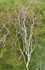 paastakken, krulwilg, Enlèvement