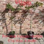 Prachtige vijgenbomen!, Tuin en Terras, Ophalen