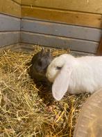 Zeer tamme koppel voedsters ingeint, Dieren en Toebehoren, Konijnen, Groot