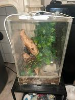 Klein terrarium te koop, Ophalen, Zo goed als nieuw