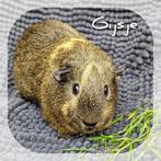 Prachtig gecastreerd cavia beertje Gijsje - adoptie, Animaux & Accessoires, Rongeurs, Domestique, Cobaye, Mâle