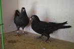 kleurpostduiven, Dieren en Toebehoren, Vogels | Duiven, Geslacht onbekend, Postduif