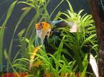 RUIL man maanvis, Dieren en Toebehoren, Vis, Zoetwatervis