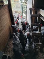 Broedeieren Mechelse koekoek, Dieren en Toebehoren, Pluimvee
