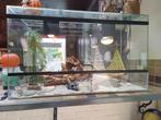 Terrarium, Dieren en Toebehoren, Met terrarium, 0 tot 2 jaar