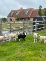 5 jonge lammeren 4 rammen 1 ooi., Dieren en Toebehoren, Schapen, Geiten en Varkens, Schaap