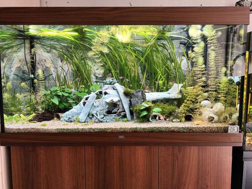 Juwel rio 300 met vissen en toebehoren, Dieren en Toebehoren, Vissen | Aquaria en Toebehoren, Ophalen