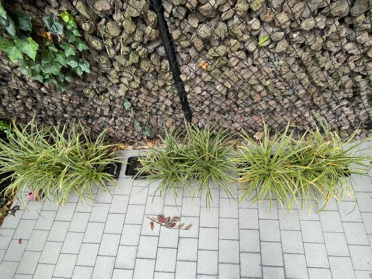 3 potten met telkens 3 grassen, ZEGGE, Tuin en Terras, Planten | Tuinplanten, Vaste plant, Ophalen