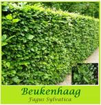 FORSE BEUKENHAAG (GROEN) , 1 - 1,25 meter : 2,6o€/stuk, Tuin en Terras, Ophalen, Lente, Vaste plant, Overige soorten