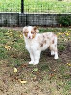 Australische herder pupjes,hier geboren, België, Overige rassen, CDV (hondenziekte), 8 tot 15 weken