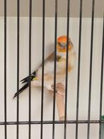 Putter man, Dieren en Toebehoren, Mannelijk, Wildzangvogel, Geringd