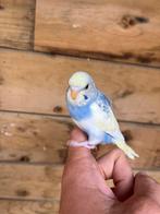 Tam te maken grasparkiet, Dieren en Toebehoren, Tam