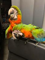 Harlequin ara man 4 maanden, Dieren en Toebehoren
