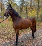 Te koop knappe 2 jarige D pony, Dieren en Toebehoren, Merrie