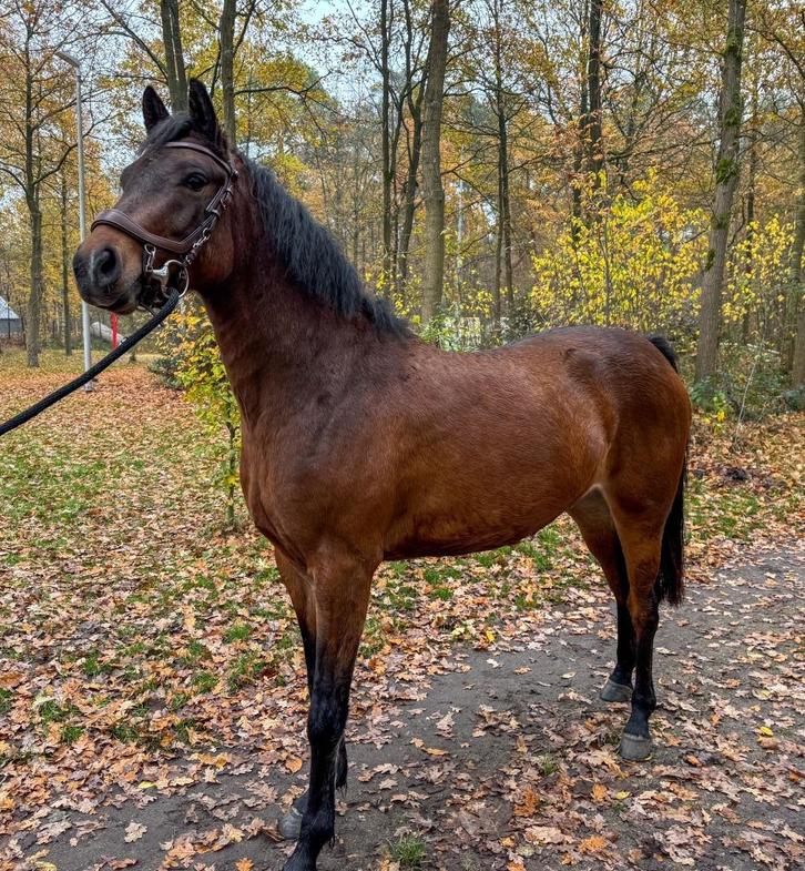 Te koop knappe 2 jarige D pony, Dieren en Toebehoren, Paarden en Pony's | Dekhengsten en Fokmerries, Merrie