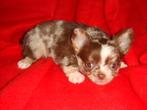 chihuahua pups t.cup & mini raszuiver zeer mooie ! kleintjes, België, Fokker | Hobbymatig, 8 tot 15 weken, CDV (hondenziekte)