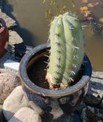 Cactus met sierpot, Ophalen