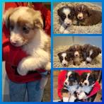 Australische herder pups op de boerderij, Particulier, 8 à 15 semaines, Plusieurs, Parvovirose