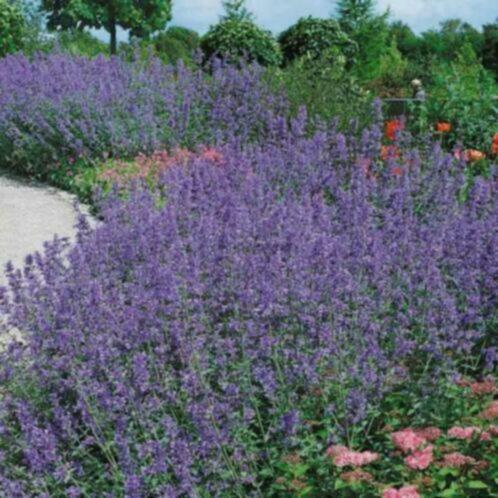 Nepeta 'Six hill giant', Tuin en Terras, Planten | Tuinplanten, Vaste plant, Ophalen