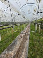 Aardbei stelling op hoogte, Tuin en Terras, Overkappingen, Ophalen, Gebruikt, Serre