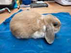 Nederlandse hangoordwergkonijn NHD isabellabont, Dieren en Toebehoren, Mannelijk, Dwerg, Hangoor, 0 tot 2 jaar