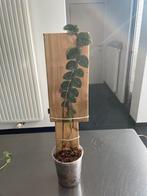 Monstera Dubia, Enlèvement