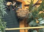Kweek koppel Kleine distelvinken parva 2024, Dieren en Toebehoren, Vogels | Kanaries