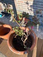 futschia jaren oud, Tuin en Terras, Planten | Tuinplanten, Volle zon, Vaste plant, Zomer, Ophalen