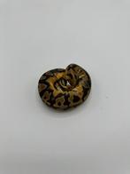 1.0 piebald het axanthic VPI - Python regius, Dieren en Toebehoren
