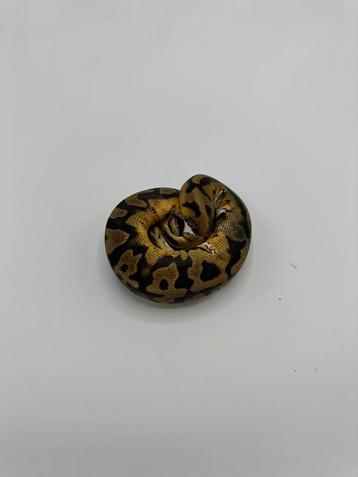 1.0 piebald het axanthic VPI - Python regius beschikbaar voor biedingen