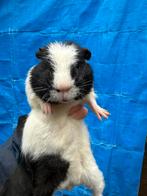 Jong cuy cavia mannetje, Dieren en Toebehoren, Knaagdieren, September, Mannelijk, Cavia