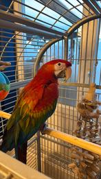 Papegaaierara chloropteres, Vrouwelijk, Papegaai