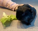 💕🐹 Klein, zwartgrijs knuffelbeertje 🏡💕, Dieren en Toebehoren, Cavia, Mannelijk, Januari, Tam