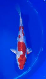 Kikusui Koi, Karper of Koi