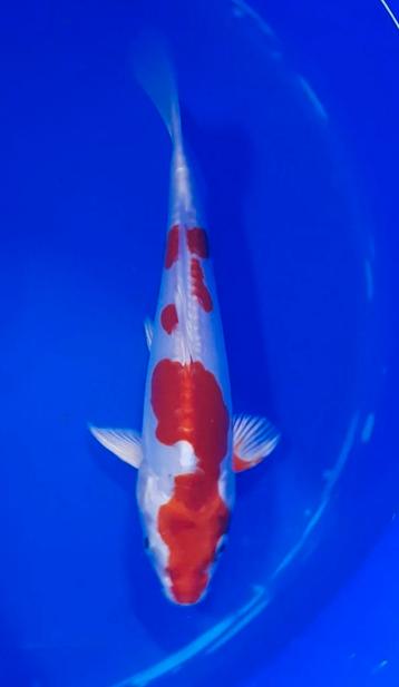 Kikusui Koi beschikbaar voor biedingen