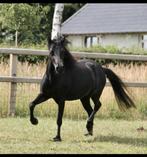 Top Merrie, Merrie, drachtig, NMPRS, pony, minipaard, Dieren en Toebehoren, Merrie, Gechipt, A pony (tot 1.17m), 7 tot 10 jaar