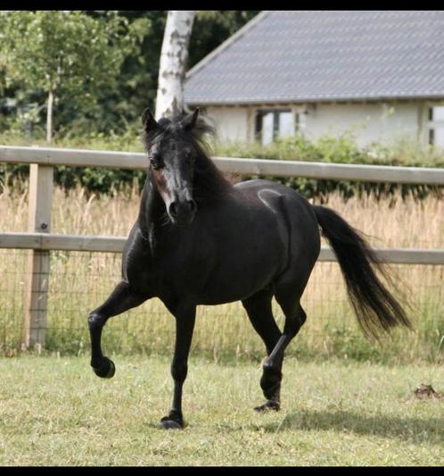 Top Merrie, Merrie, drachtig, NMPRS, pony, minipaard, Dieren en Toebehoren, Pony's, Merrie, Onbeleerd, A pony (tot 1.17m), Recreatiepony