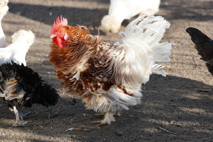 Friese goldwitpel krulveer haan, Animaux & Accessoires, Volatiles, Poule ou poulet, Mâle