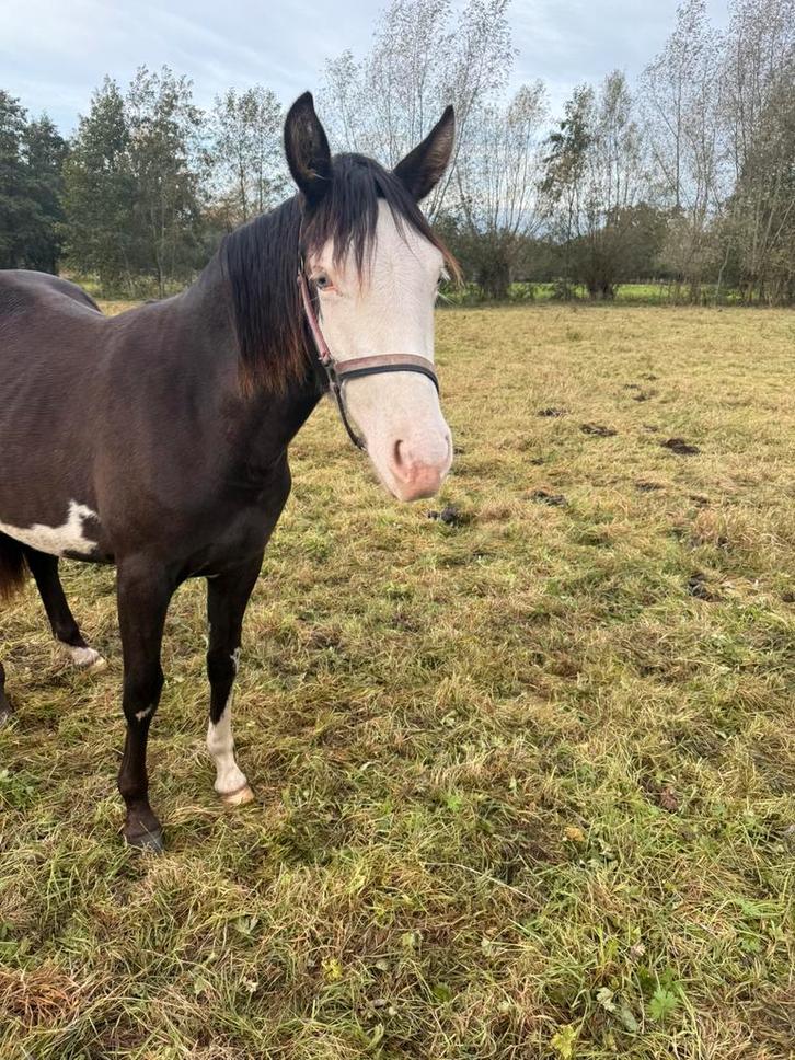 Unieke paint merrie, Dieren en Toebehoren, Paarden, Merrie