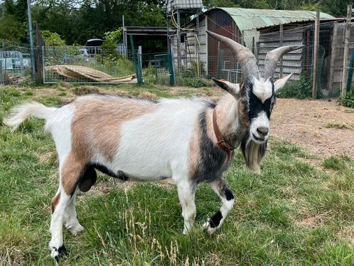 Zeer mooie dekbok Vlaamse geit, Dieren en Toebehoren, Schapen, Geiten en Varkens, Geit, Mannelijk, 0 tot 2 jaar