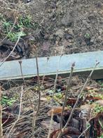 Seringen licht paars, Ophalen