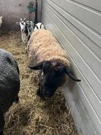 Moutons du Suffolk à vendre, Animaux & Accessoires, 0 à 2 ans