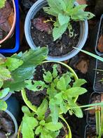 Salvia nemorosa, Tuin en Terras, Ophalen, Vaste plant
