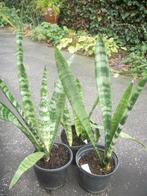 Sanseveria of vrouwentongen, Huis en Inrichting, Kamerplanten, Ophalen, 100 tot 150 cm, Overige soorten, Halfschaduw