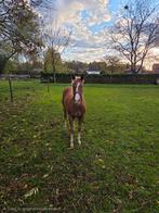 Quarter merrie, Dieren en Toebehoren, Merrie