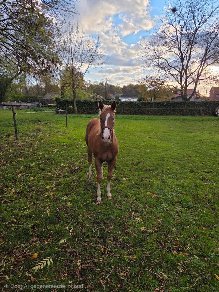Quarter merrie, Dieren en Toebehoren, Paarden, Merrie
