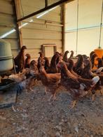 Jonge legkippen, Dieren en Toebehoren, Pluimvee